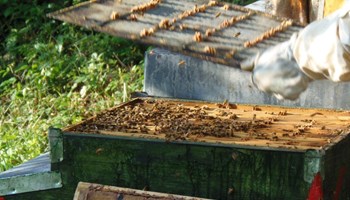 Azienda agricola Bolzanello: sapori autentici e tradizioni